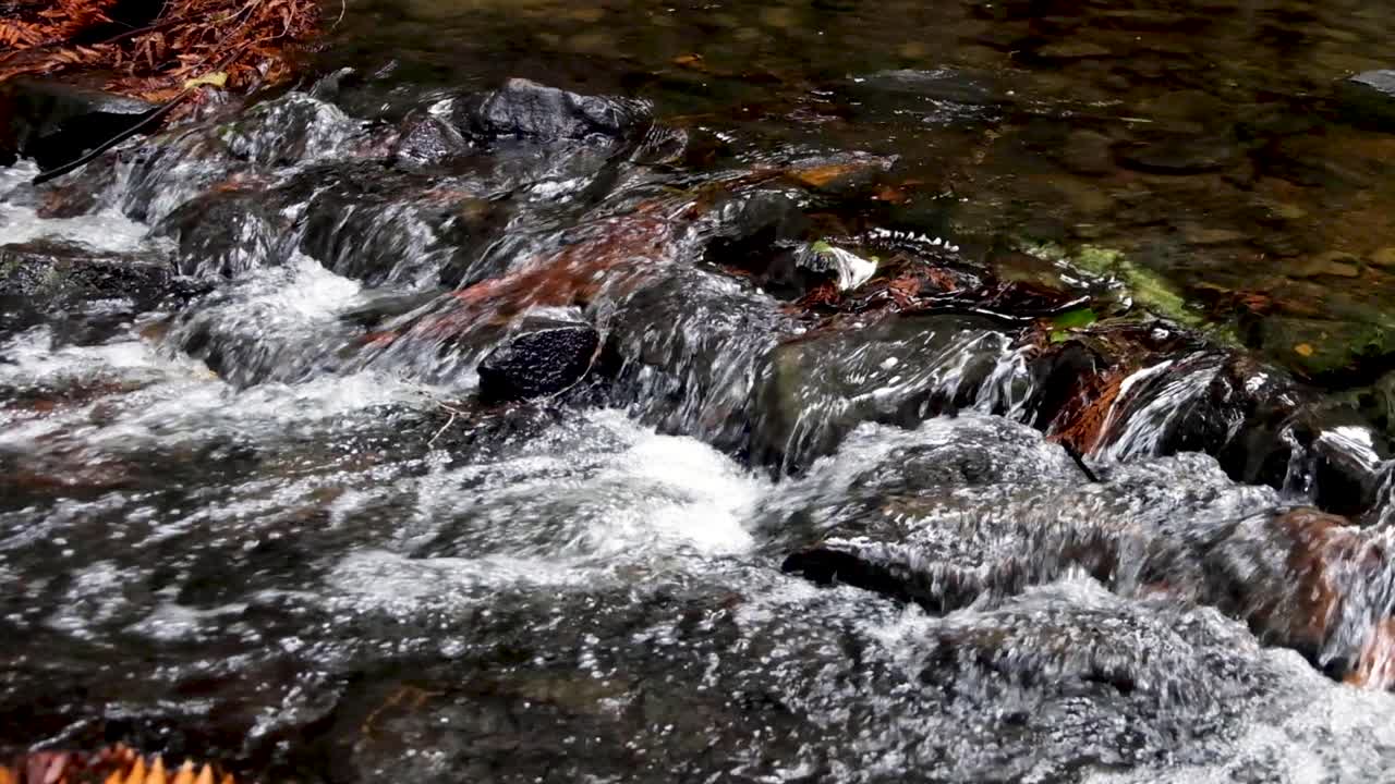 Una piccola briglia rocciosa su un ruscello nella foresta con foglie marroni dorate nella campagna rurale vicino a Raglan durante un'escursione giornaliera nell'Isola del Nord, Nuova Zelanda Aotearoa