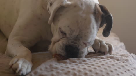 Lindo-Perro-Boxer-Comiendo-En-El-Sofá-De-Casa,-Vista-De-Cerca