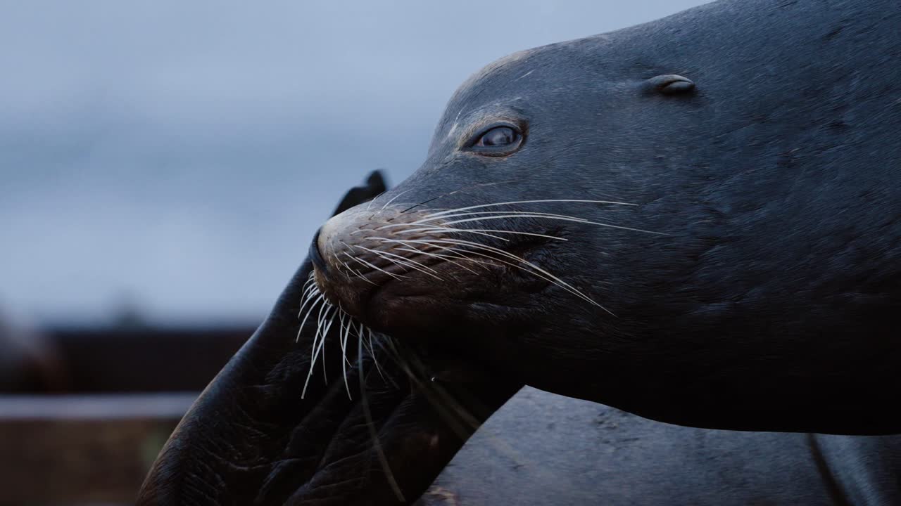 Primer plano de un león marino de California rascándose