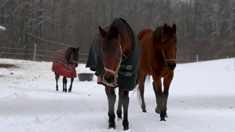 three horses walking towards camera in the winter in 4k