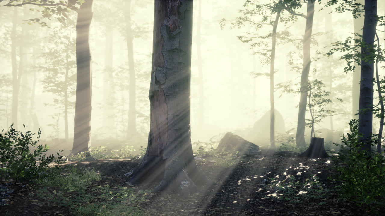 panoramic view of the majestic forest in a morning fog