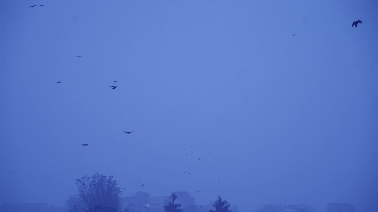 Flock of birds in the gloomy sky. Cold winter evening