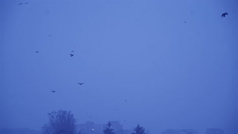 flock of birds in the gloomy sky. cold winter evening