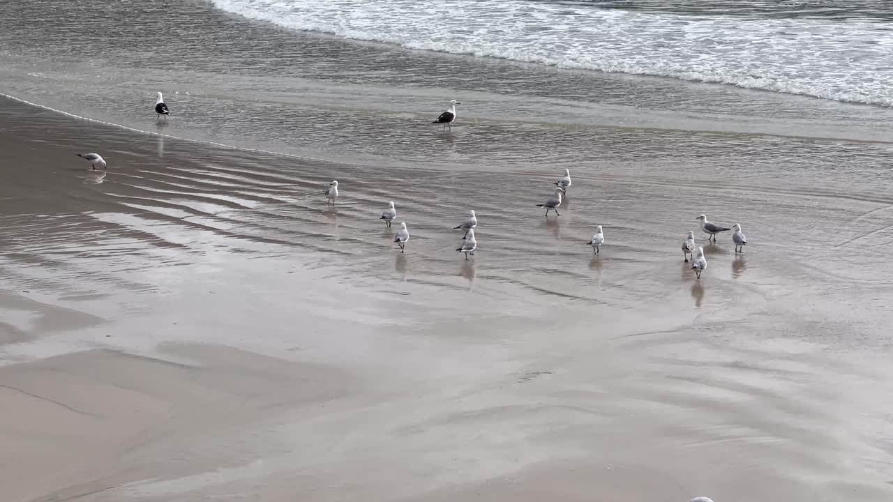 Seagulls feeding at low tide