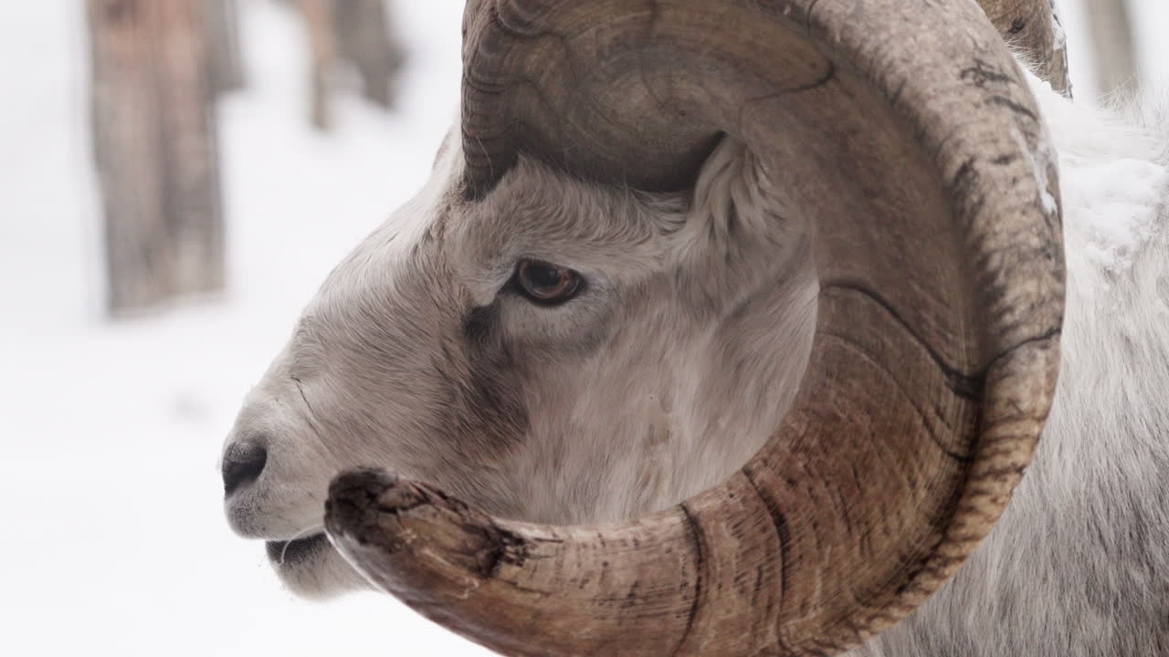 Close Up of a Bighorn Sheep in the Snow