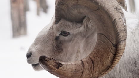 close up of a bighorn sheep in the snow