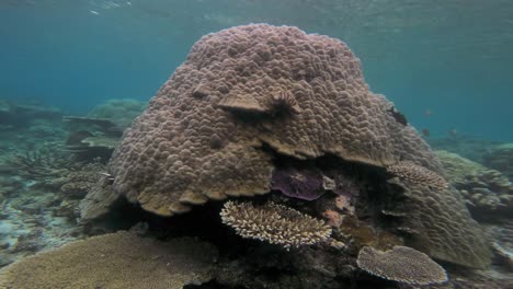 a large porites lutea coral on the ocean floor, surrounded by coral reef and clear blue water