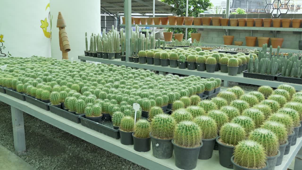 Cactus plant showcase greenhouse botanical display organized environment varied perspectives nature's beauty