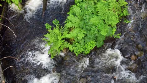 Vista-De-Arriba-Hacia-Abajo-De-Un-Arroyo-Que-Fluye-A-Través-De-Una-Exuberante-Vegetación-En-Un-Bosque,-Que-Muestra-Plantas-Vibrantes,-Incluidos-Helechos-Y-Agua-Corriente.