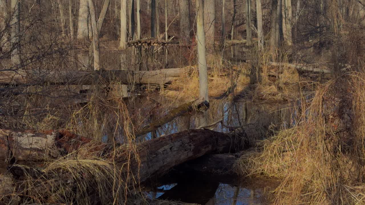 Vådområder i det nordlige Appalachia på en solrig dag i det tidlige forår efter nylig snesmeltning