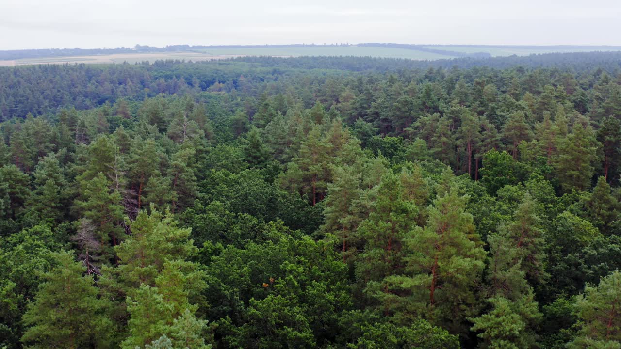 Summer woodland. Flying over the top trees of green forest in the morning. Green landscape. Aerial view. Slow motion.
