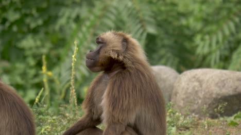 one gelada baboon female feeding in ethiopian highlands, jungle background