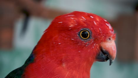 pájaro loro rey macho comiendo semillas, alimentándose de la mano de una persona en españa