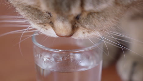 close-up of cute cat with long white whiskers drinking water from little glass