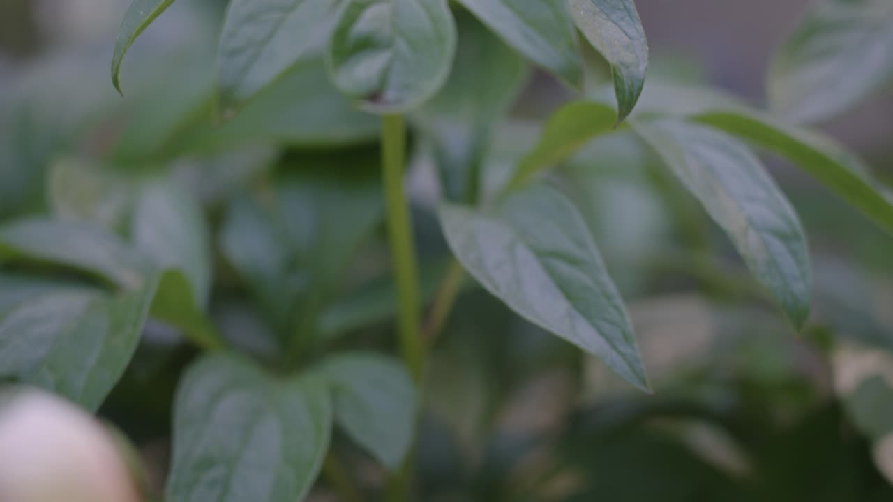 inclinándose desde un tallo hasta el brote en flor