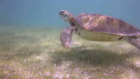 Unechte-Karettschildkröte-Unter-Wasser