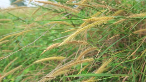 close-up of grass in the wind during the day