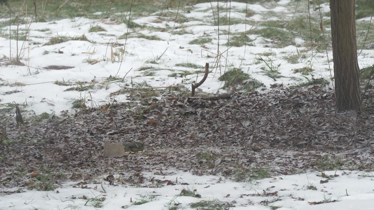 los pájaros pequeños comen alimento durante el invierno en el jardín