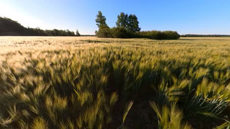 agricultura de cereales campos de cultivos iluminados por el amanecer