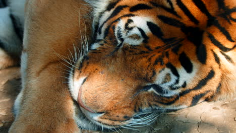 primer plano de tigre descansando a la sombra