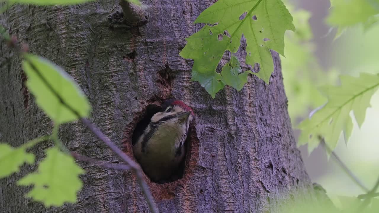 pájaro carpintero pollito esperando mirando fuera del agujero del nido del árbol, estático, día