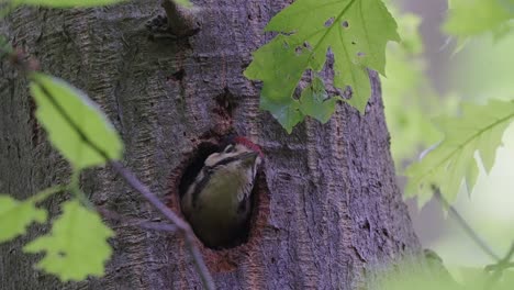 woodpecker chick bird waiting looking outside tree nest hole, static, day