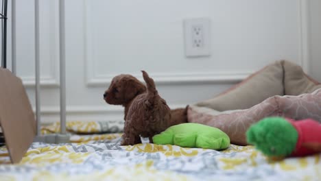 Wagging-Tail-of-Happy,-Small-Goldendoodle-Puppy-Dog-on-Indoor-Blanket