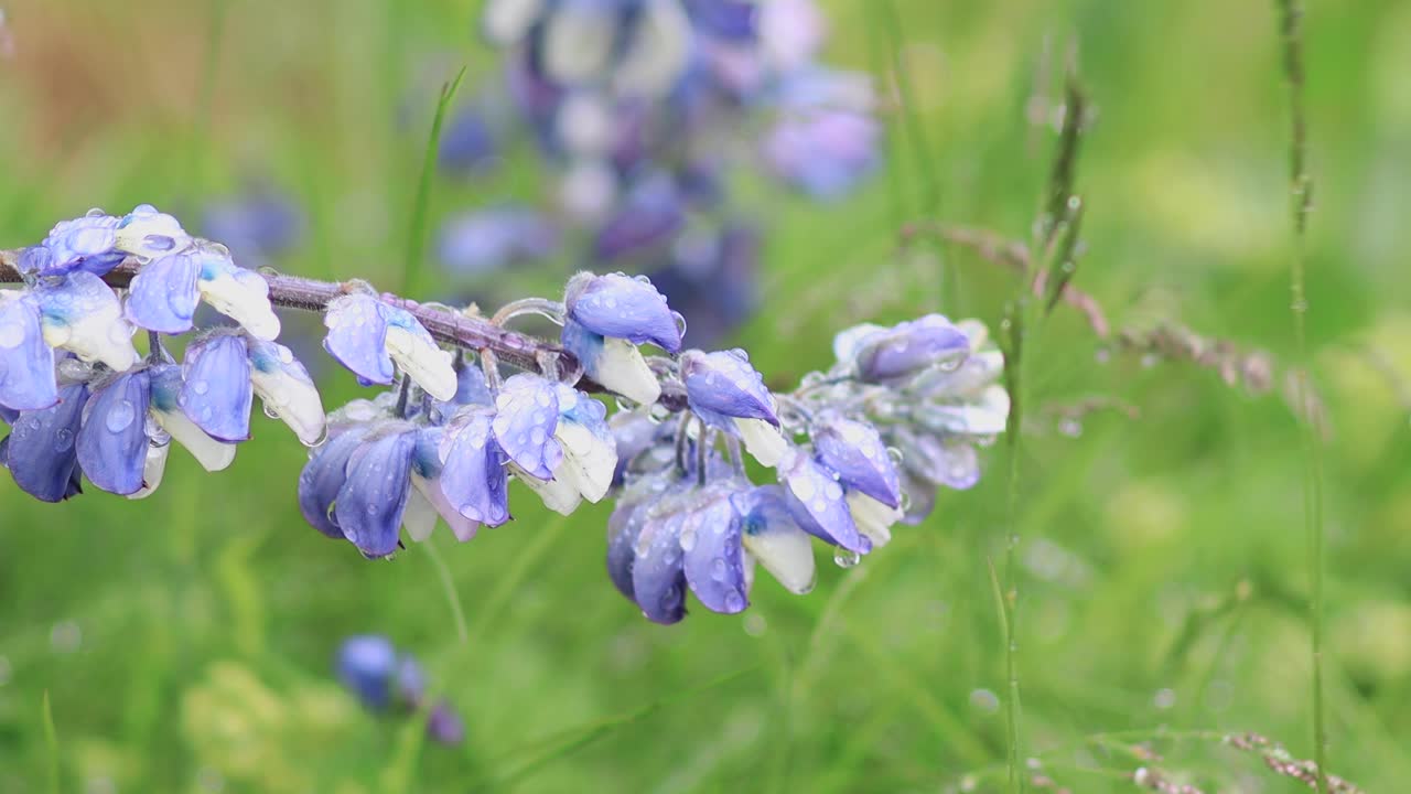 4k 아이슬란드 긴 보라색 꽃