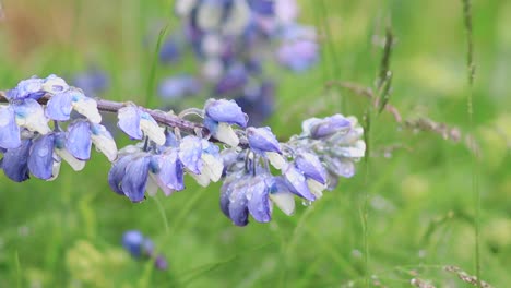 4k-Islandia-Larga-Flor-Morada