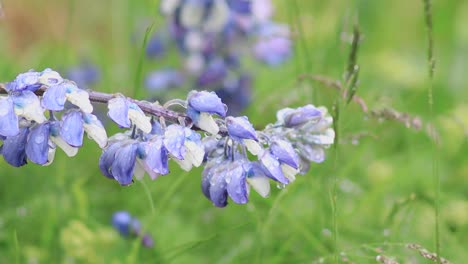 4k islandia larga flor morada