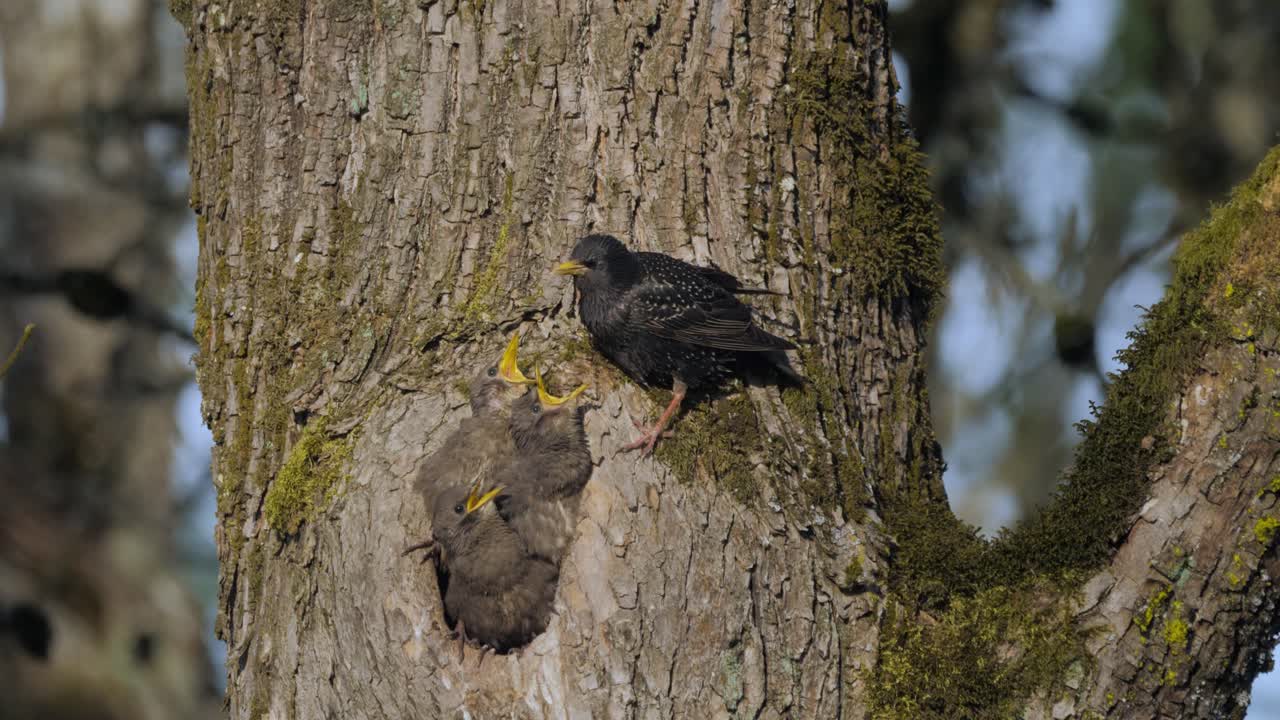 Mother Starling bird parent playing with three grey baby fledglings in hollow tree nest calling for food hungry mother flying away to left search medium shot slow motion