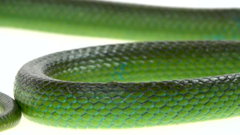 close-up of green snake scales