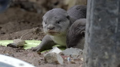 Lindos-Cachorros-De-Nutria-Mirando-A-Su-Alrededor