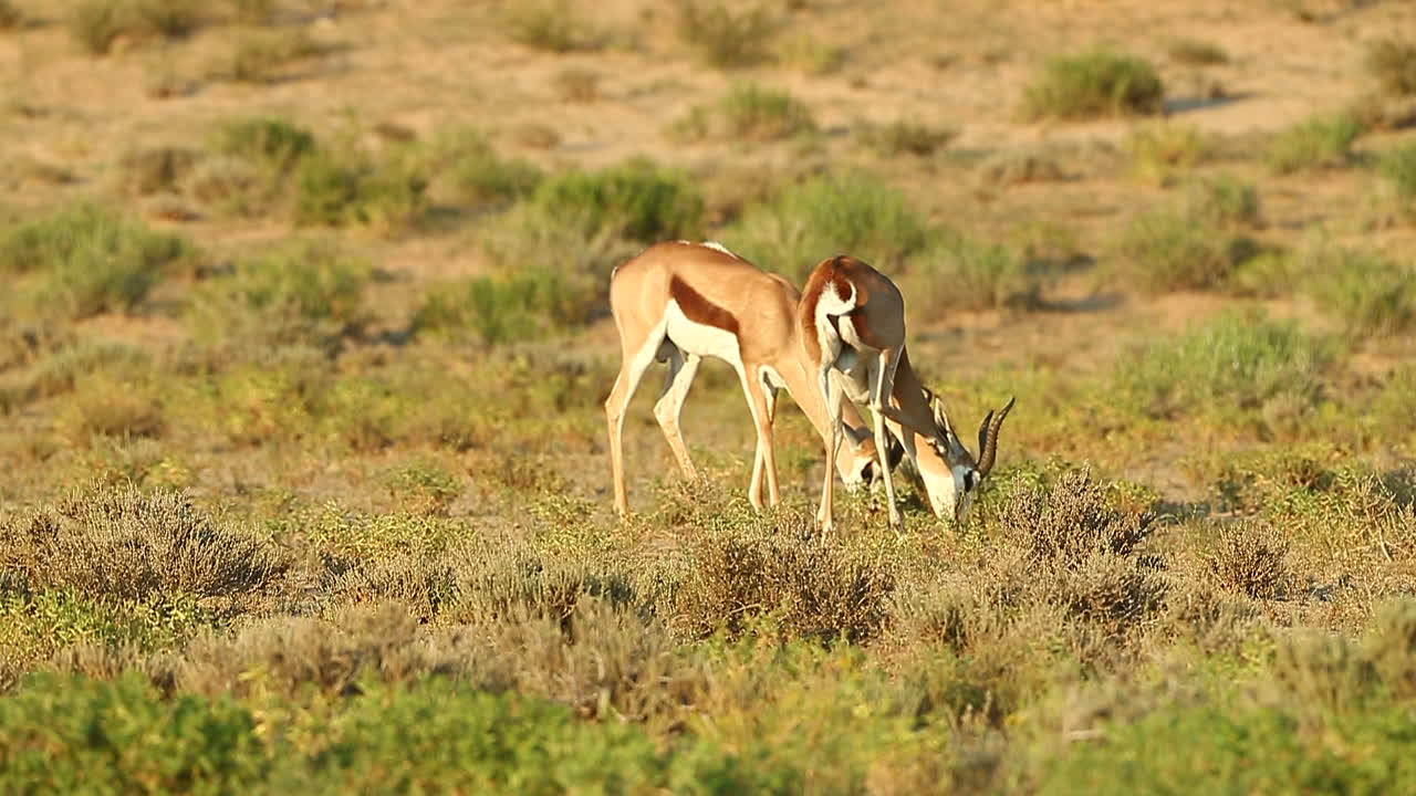 dos springbok spar entre sí en el gran kalahari