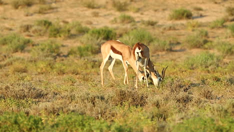 two springbok spar with each other in the greater kalahari