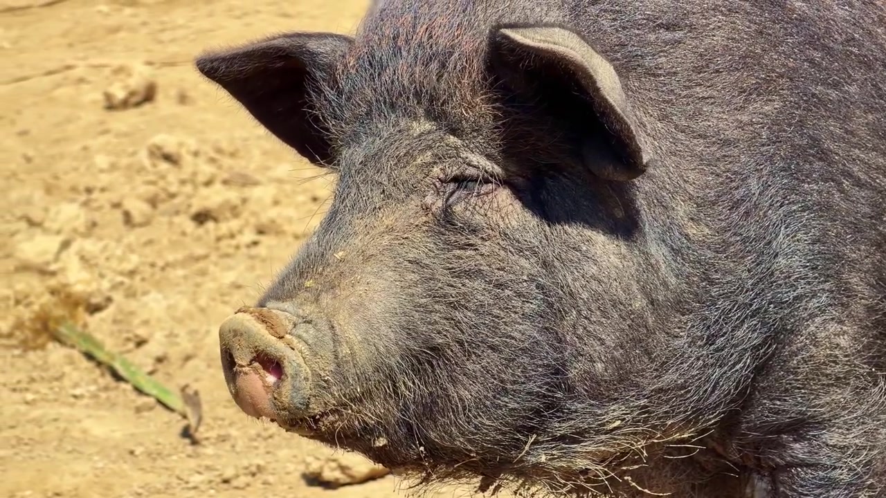 Close-up da cabeça e focinho de um grande porco preto barrigudo em um cercado seco e lamacento.