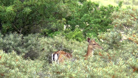 A-female-fallow-deer-stands-in-the-bushes-and-looks-into-the-camera