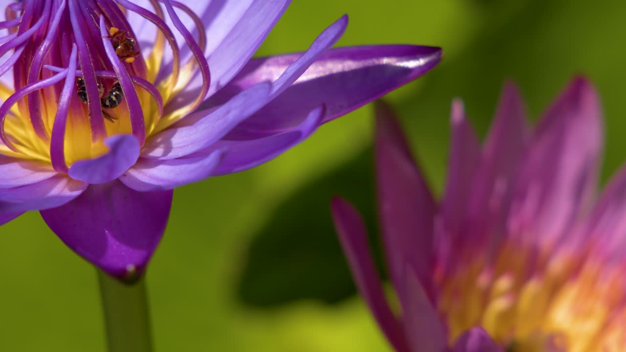 Close-up shot of honey bees gathering nectar from a blooming purple lotus flower in sunlight