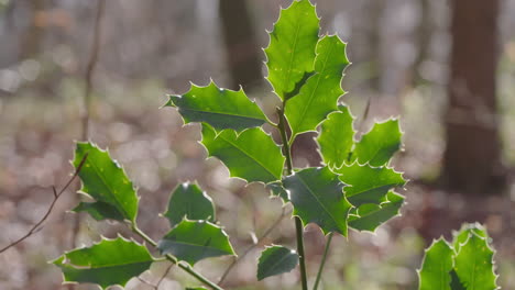 Planta-De-Acebo-En-El-Bosque