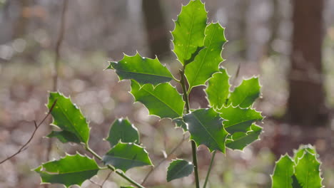 planta de acebo en el bosque