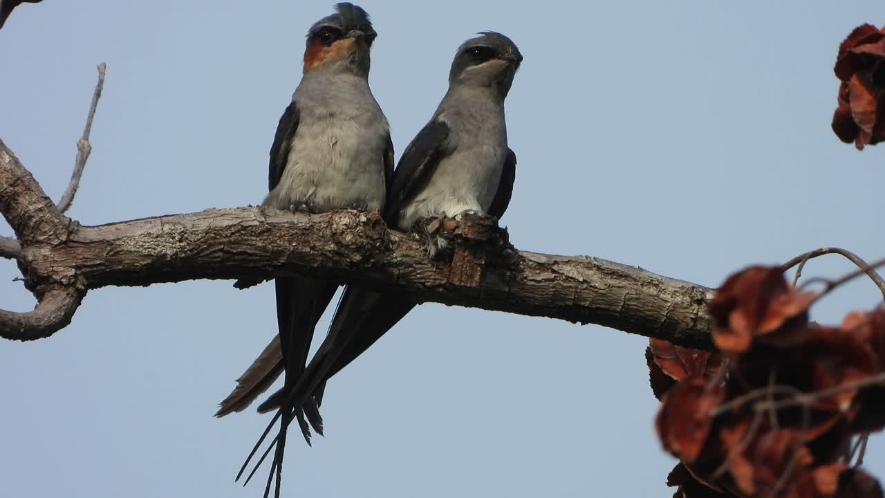 crested treewift aves en nido