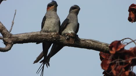 Crested-Treewift-Aves-En-Nido