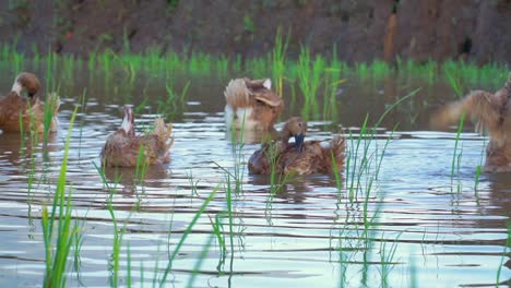 Auf-Dem-überschwemmten-Reisfeld-Schwamm-Ein-Schwarm-Enten