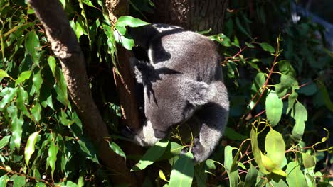 Cute-herbivorous-northern-koala,-phascolarctos-cinereus-on-the-tree,-eating-eucalyptus-leaves-under-bright-sunlight-while-dazing-with-eyes-closed,-Australian-native-animal-species,-close-up-shot