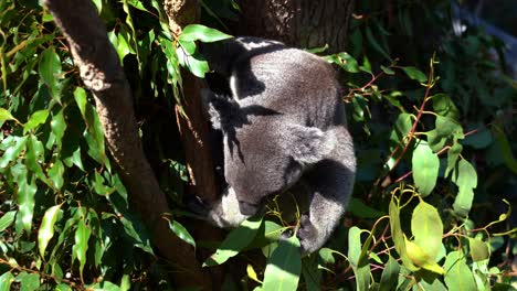 lindo koala herbívoro del norte, phascolarctos cinereus en el árbol, comiendo hojas de eucalipto bajo la brillante luz del sol mientras se deslumbra con los ojos cerrados, especies animales nativas de australia, tomada de cerca