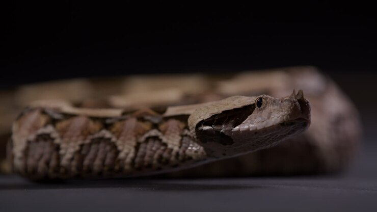 Gaboon viper slithering across frame - side profile close up