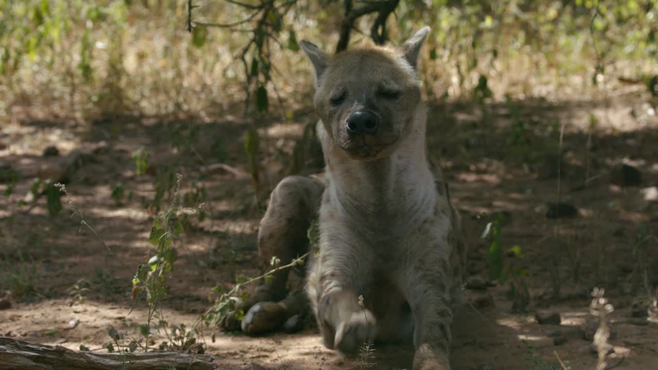 cerrar cámara lenta de hiena manchada en la sombra del árbol