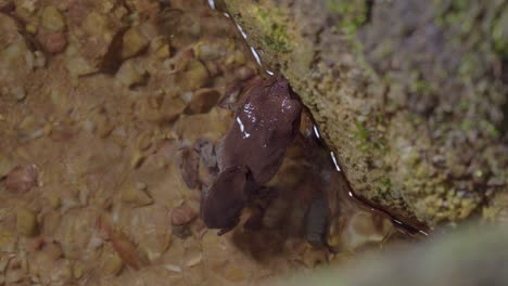 pair of spotted litter frogs mating on the surface of clear river stream and mossy rock in tropical rainforest