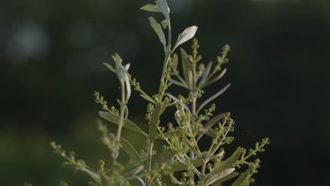 Olivenbaum-Blüht-Im-Frühling