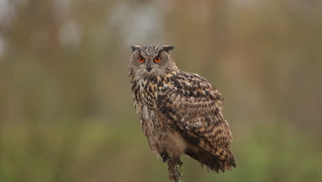 eurasian eagle-owl